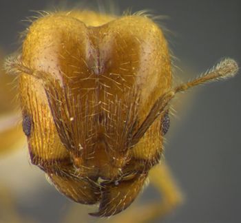 Media type: image;   Entomology 34342 Aspect: head frontal view